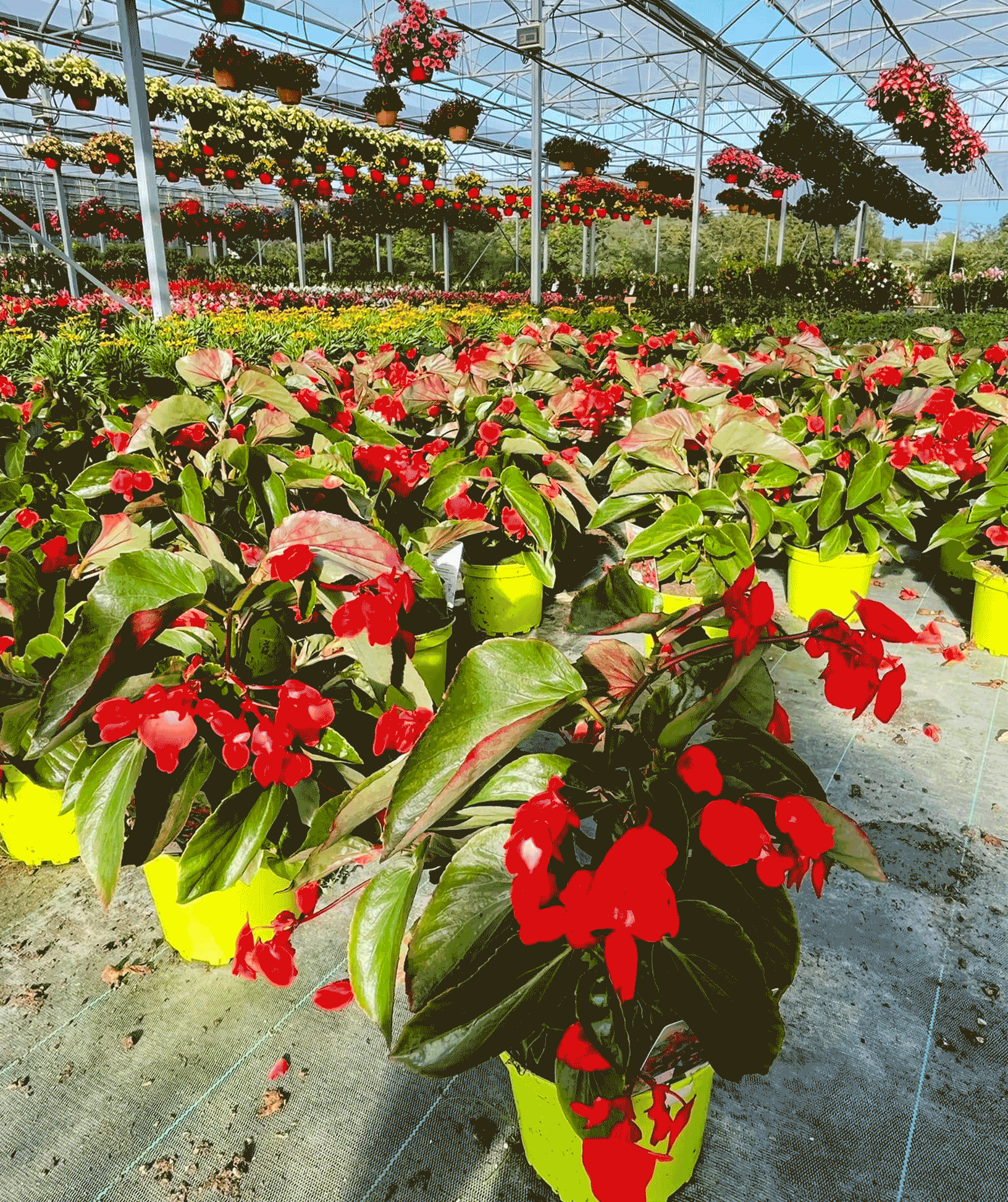 Hortiflor à Limoges