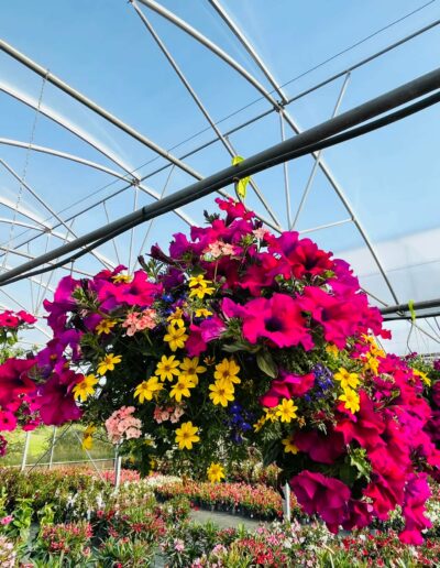 Hortiflor à Limoges